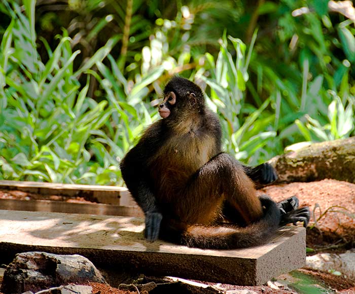 Spider-monkey-sweetie-costa-rica - TravelWorld International Magazine