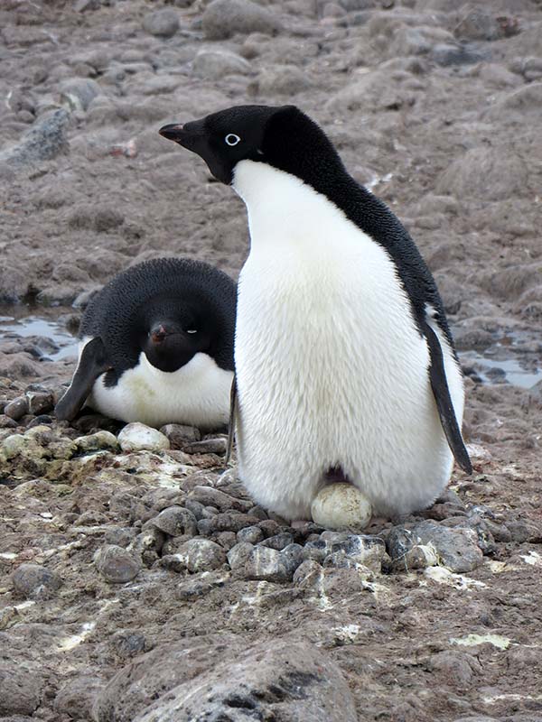 Antarctica: Beyond Expectations