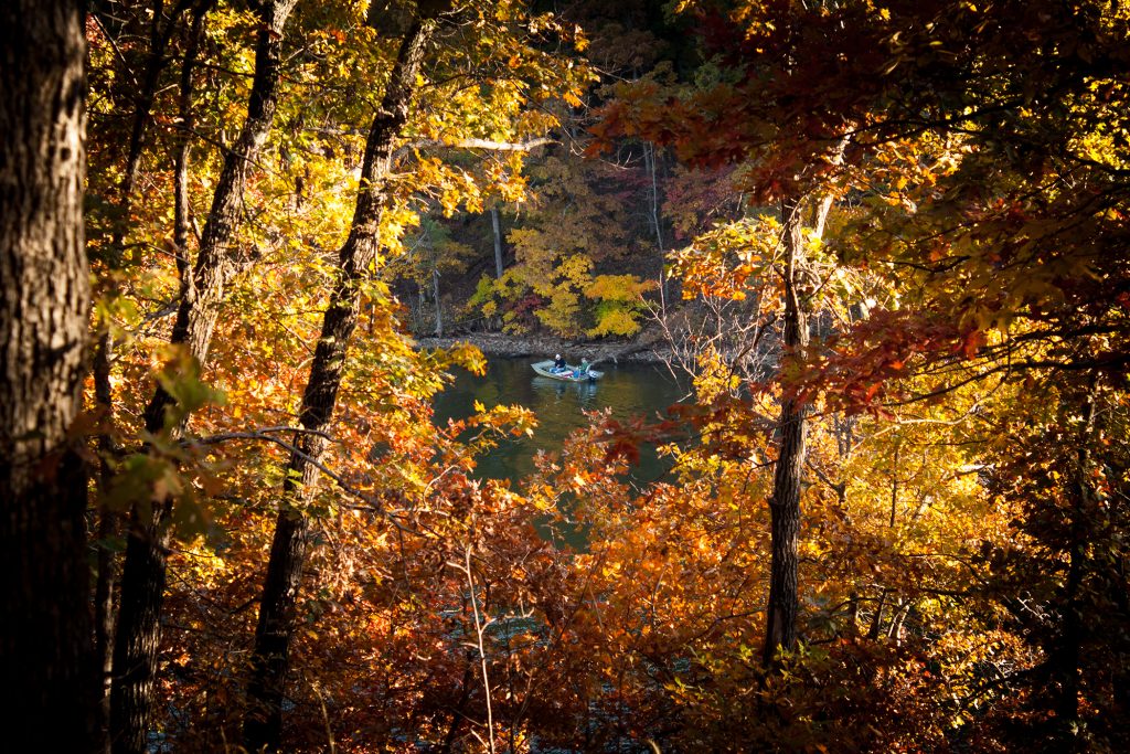 Peter wild william pitt root essay 07 image