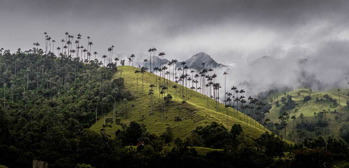 The Beautiful Cocora Valley of Colombia