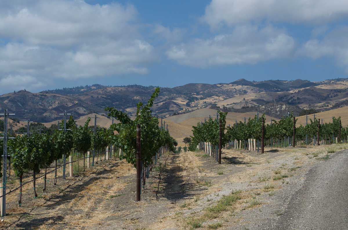 Budding Vines Herald Spring Travel for California's Central Coast Wineries