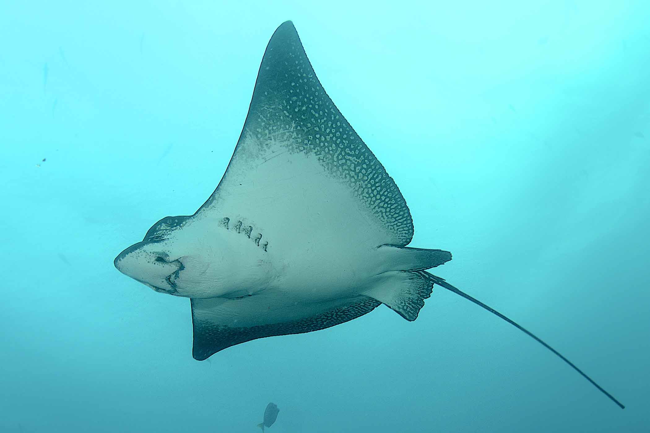 Amazing Galapagos-Eagle Ray at Wolf Isl. - TravelWorld International