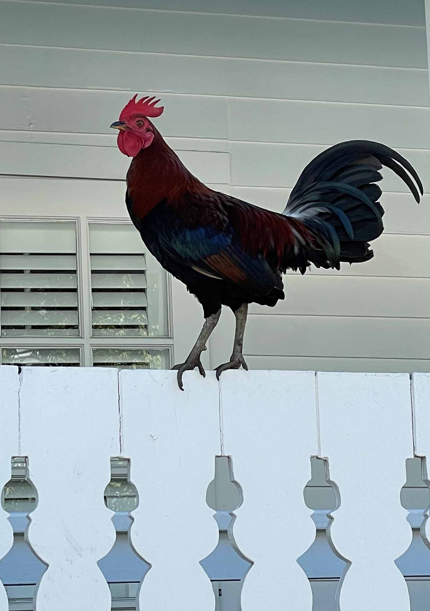 Roosters rule the roost in Key West. TravelWorld International Magazine
